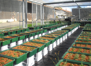 Experiments with green roof plants